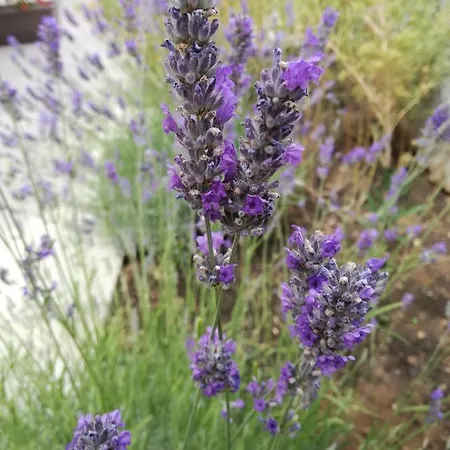 Apartman Mi Nerezine