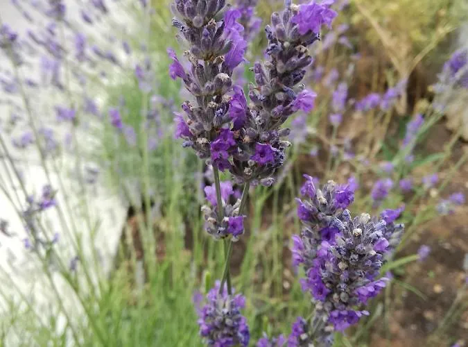 Apartamento Mi Nerezine