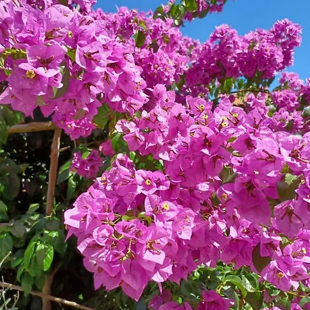 Апартаменты Mi Нерезине