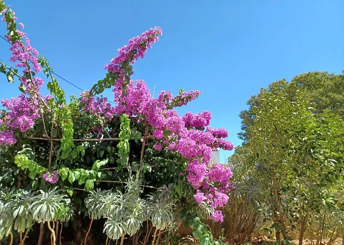 Mi * Нерезине